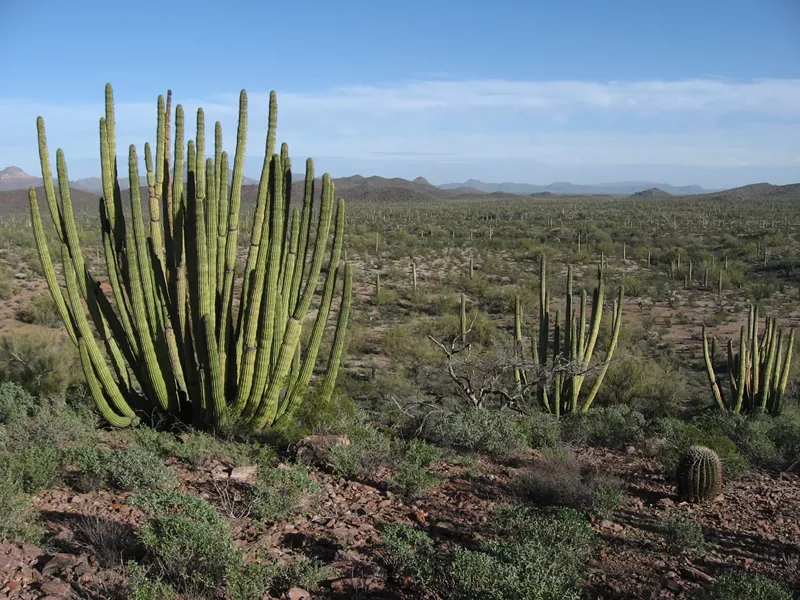 Image: Cactuses in the desert.