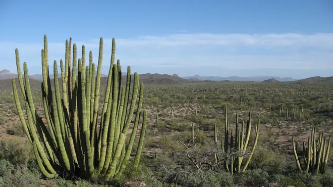 Cactuses in the desert.