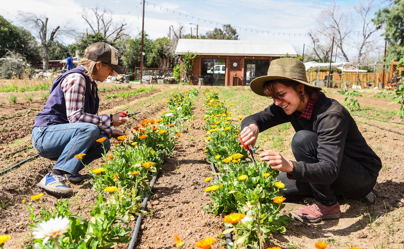 11 Best Gardening Resources in Metro Phoenix