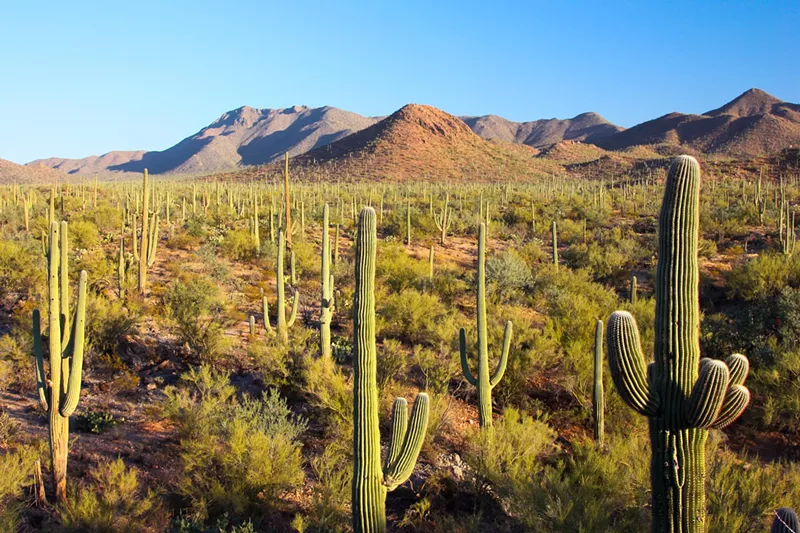 Image: Saguaro National Park in southern Arizona.