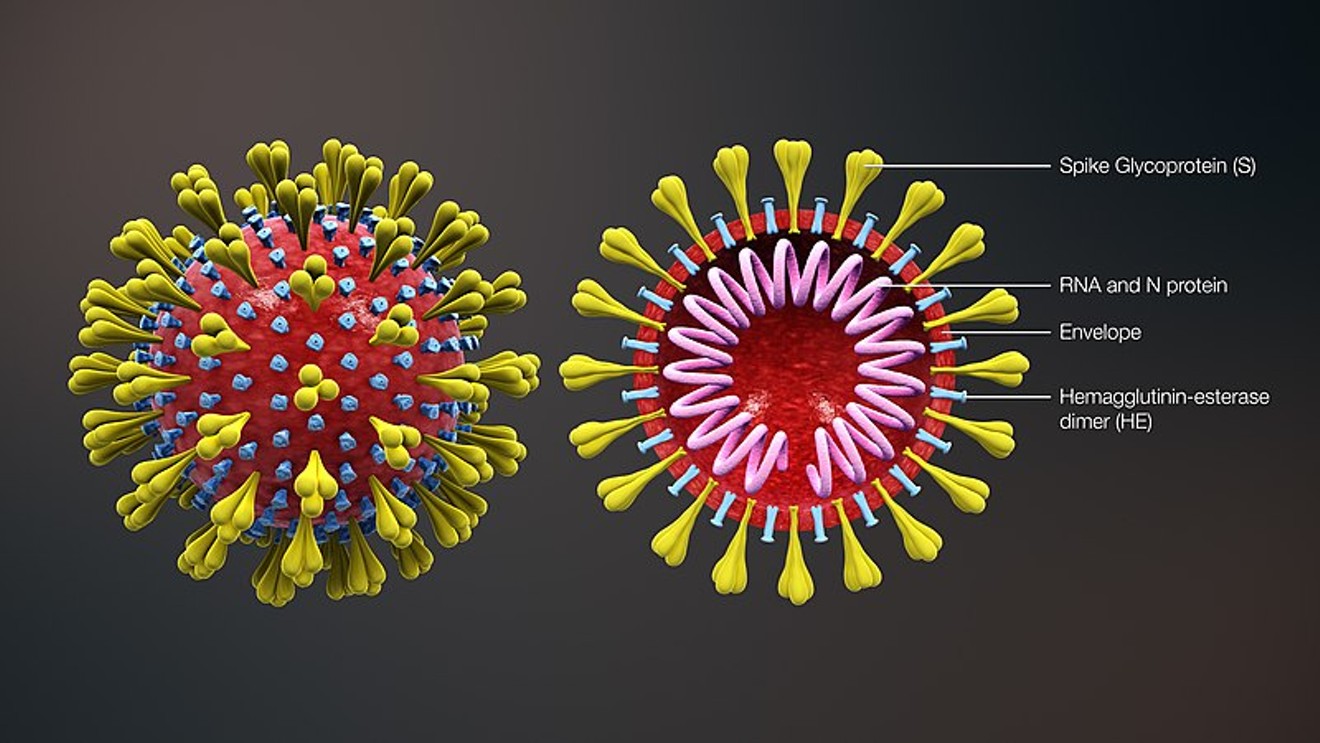Screenshot from a 3-D medical animation of the coronavirus.