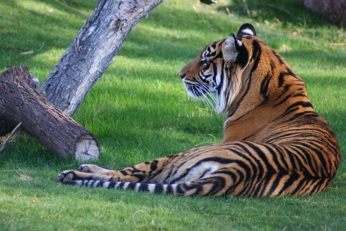 A tiger rests under a tree at the Phoenix Zoo.