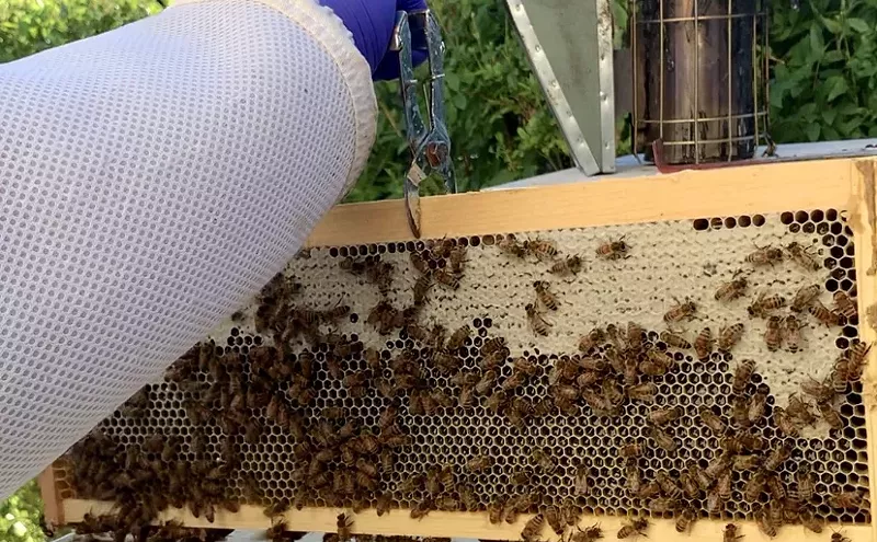 Image: A Day in the Life of Urban Beekeeper and Honey Producer Joc Rawls of Bridle Path Beeyard