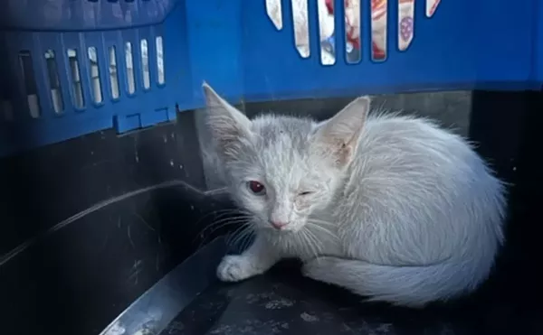 Image: Are cats being tortured in a Phoenix trailer park? Advocates think so