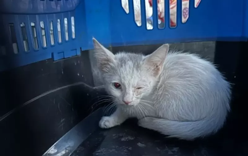 Image: a white cat in a crate with one eye