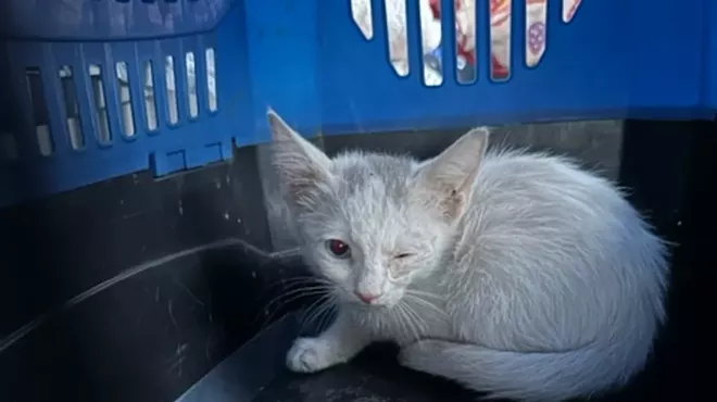 a white cat in a crate with one eye