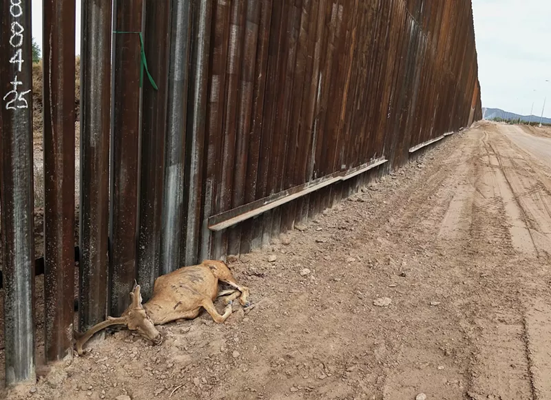 Image: A mule deer was found dead along the border wall east of Lukeville.