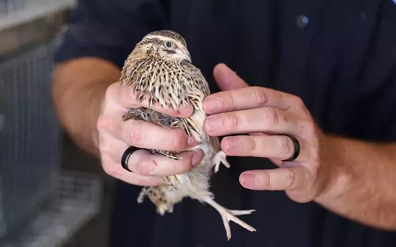 Image: Nick Klein points out the differences in male and female quail feathers on June 14, 2025, at his home in Casa Grande, Arizona.