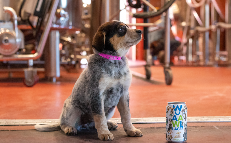 Image: An Animal Welfare Beer, A Chic Chef Marketplace, and More Phoenix Food News