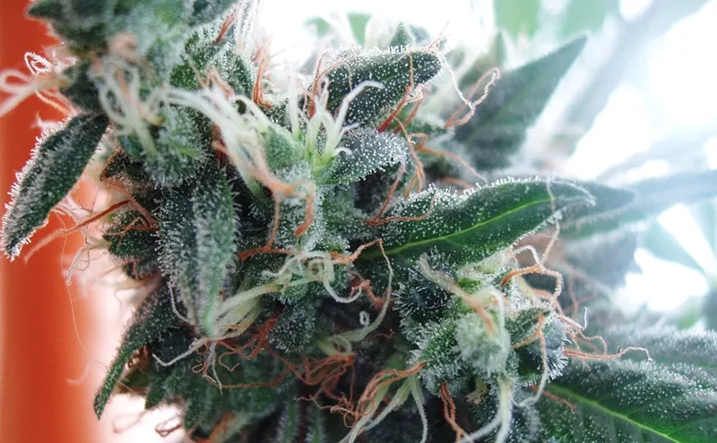 Image: Another Record Breaker: Arizonans Consumed 82 Tons of Medical Marijuana in 2019