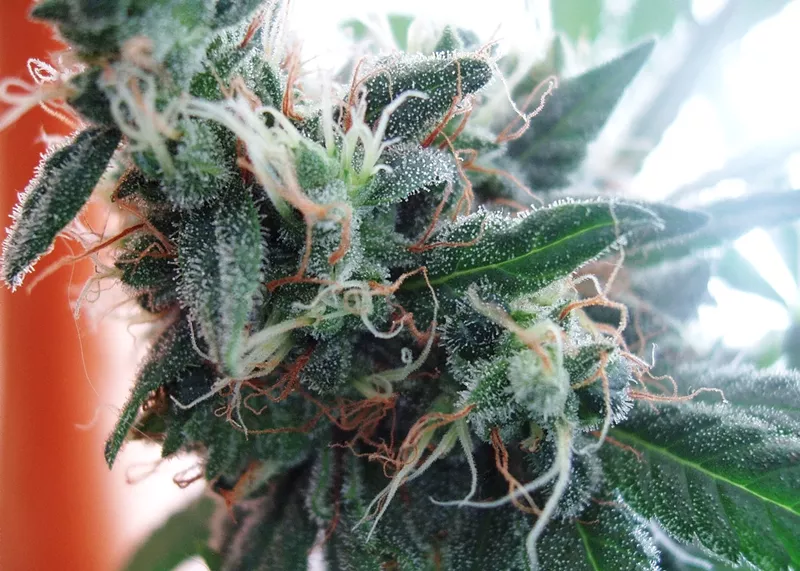 Image: It was another banner year for cannabis in Arizona. Check out the latest numbers.