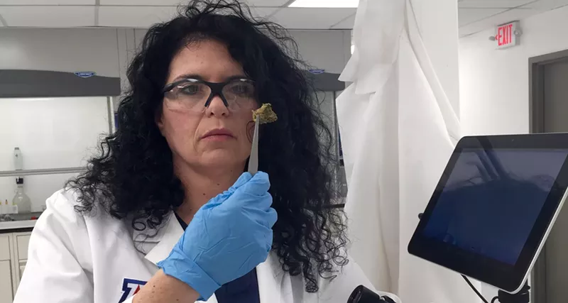 Image: Dr. Sue Sisley examines cannabis for the study in her lab.