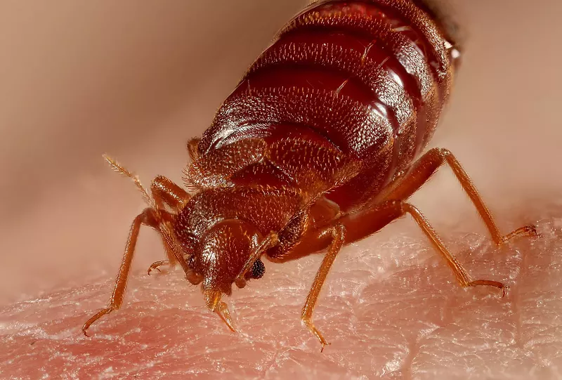 Image: The Arizona Department of Economic Security confirmed on Friday that one of their satellite offices is infested with bed bugs.