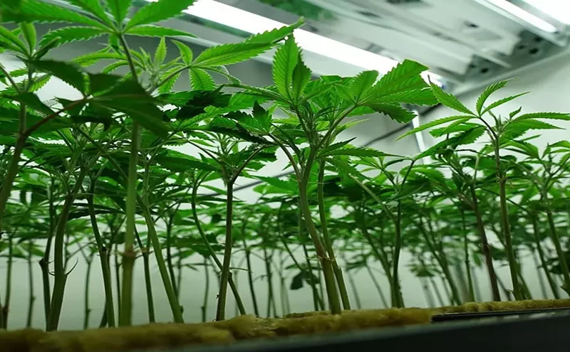 Image: Arizona Dispensary Firm Gives Away Free Weed to Patients Having Hard Times