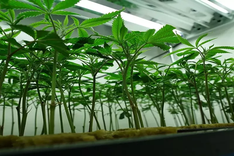 Image: Grow Sciences has given away more than 100 ounces of cannabis in recent weeks.