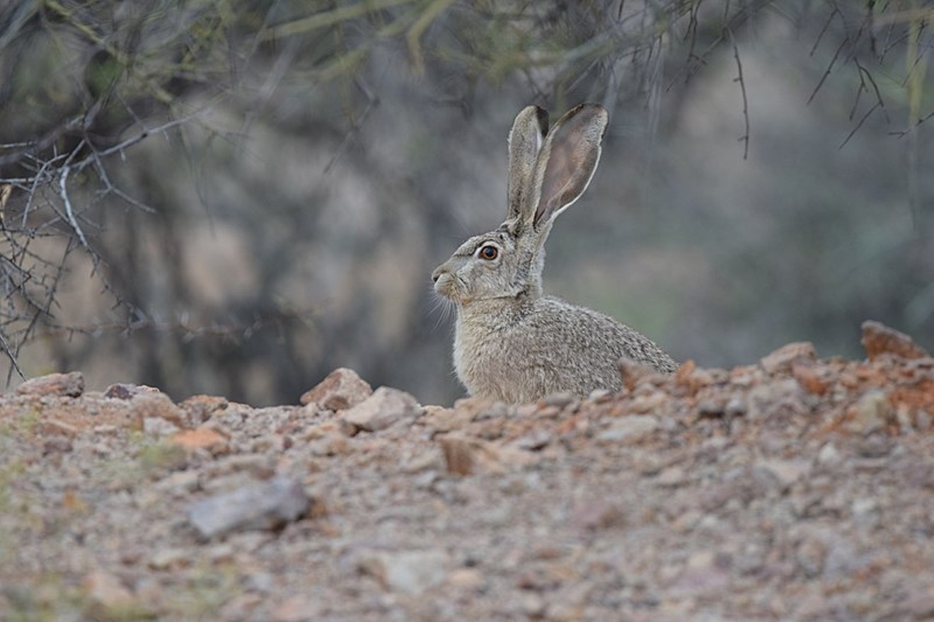 Arizona's Game and Fish Department is hosting a hunting contest that includes rabbits, which technically aren't "fur-bearers," according to the state's legal code.