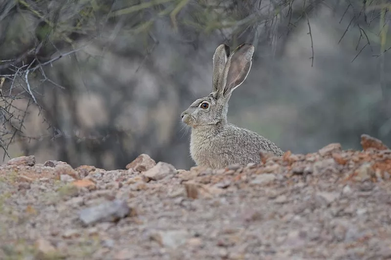 Image: Arizona's Game and Fish Department is hosting a hunting contest that includes rabbits, which technically aren't "fur-bearers," according to the state's legal code.