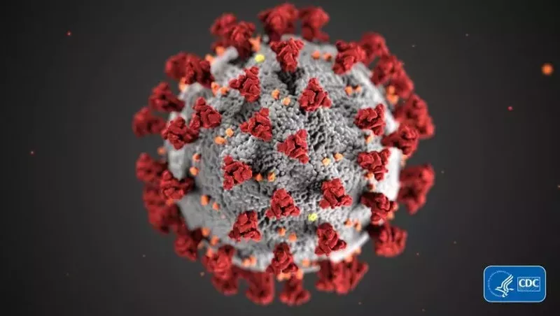 Image: The 2019 novel coronavirus.