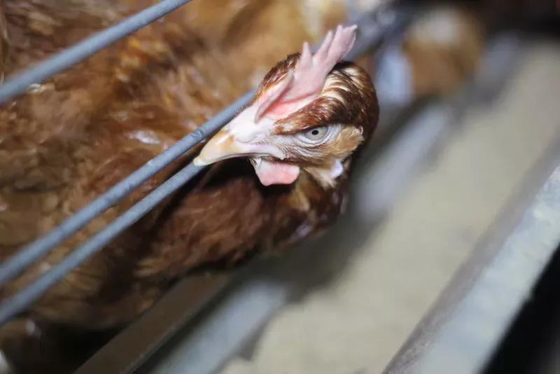 Image: A caged hen.