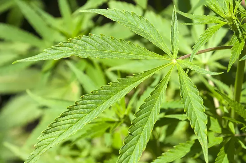 Image: Arizona now has more than 200,000 people who can legally possess marijuana under the state's medical marijuana program.