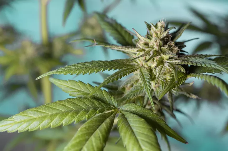 Image: Arizona medical cannabis sales have hit a new monthly record.