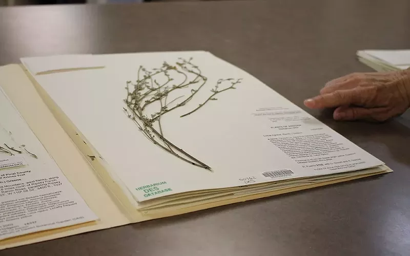 Image: A lotus rigidus, or Shrubby Deervetch, specimen in the Desert Botanical Garden herbarium.