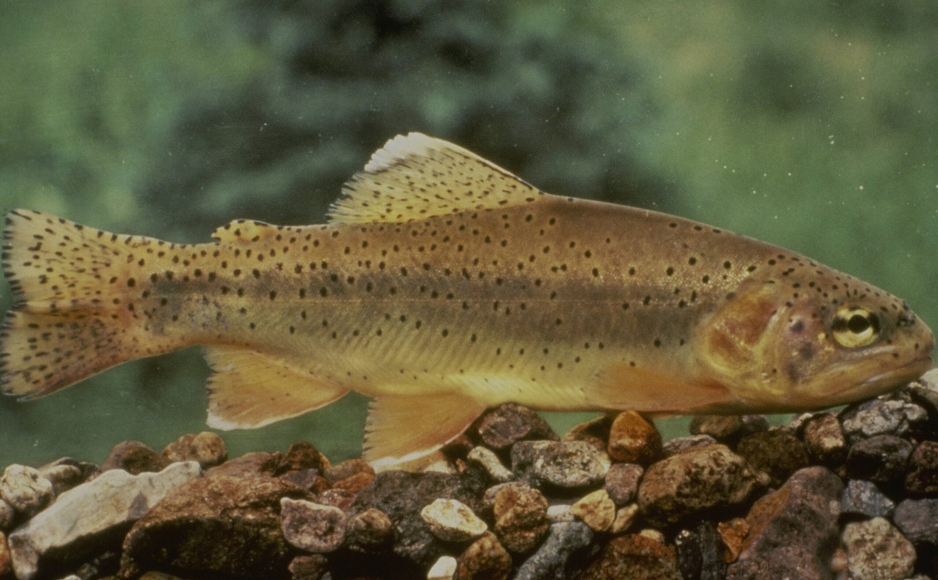 Arizona State fish off endangered species list after 50 years