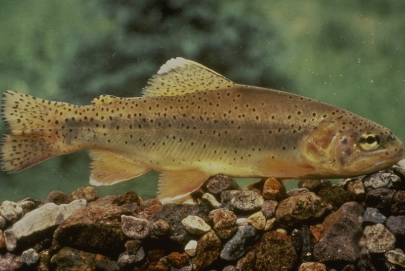 The Apache trout, the state fish of Arizona, is one of only two species of trout native to the state.