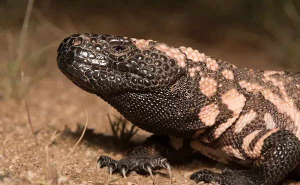 Image: Arizona’s Gila monsters could be threatened by climate change