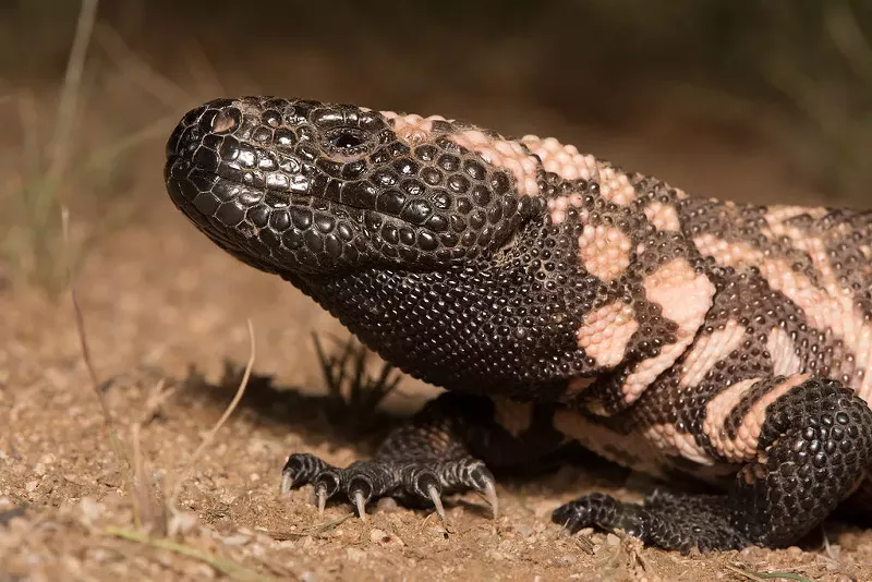 Image: a gila monster