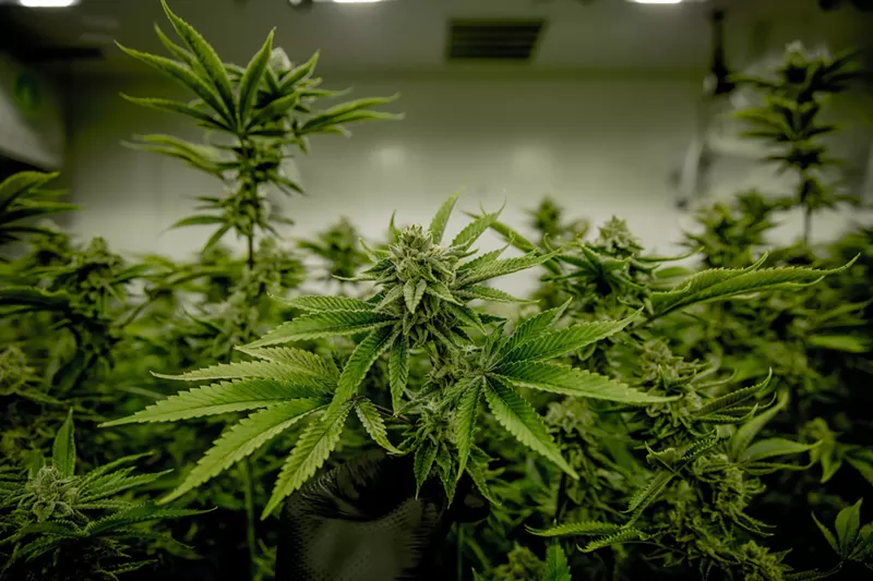 Image: Four years later, voters will have another chance to legalize marijuana in Arizona on November 3, 2020.