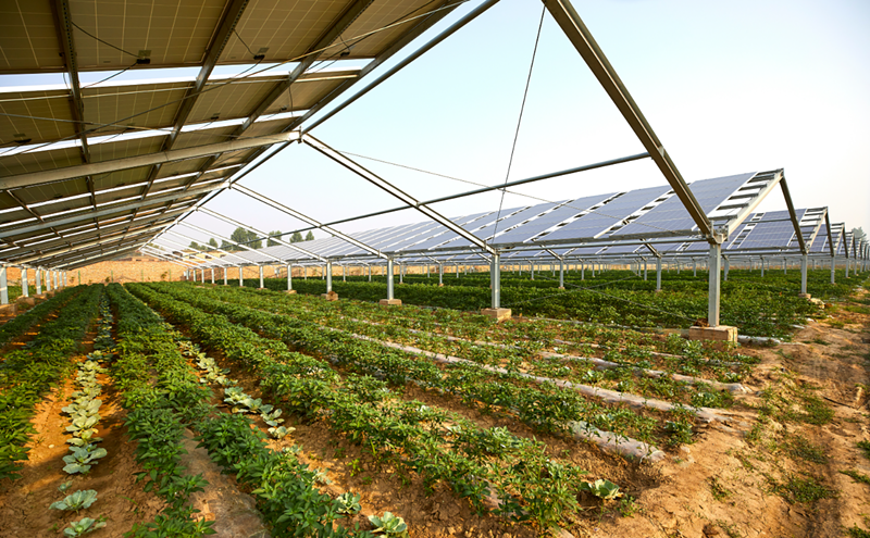 Image: As Arizona gets hotter, solar panels may be the key to cooling crops