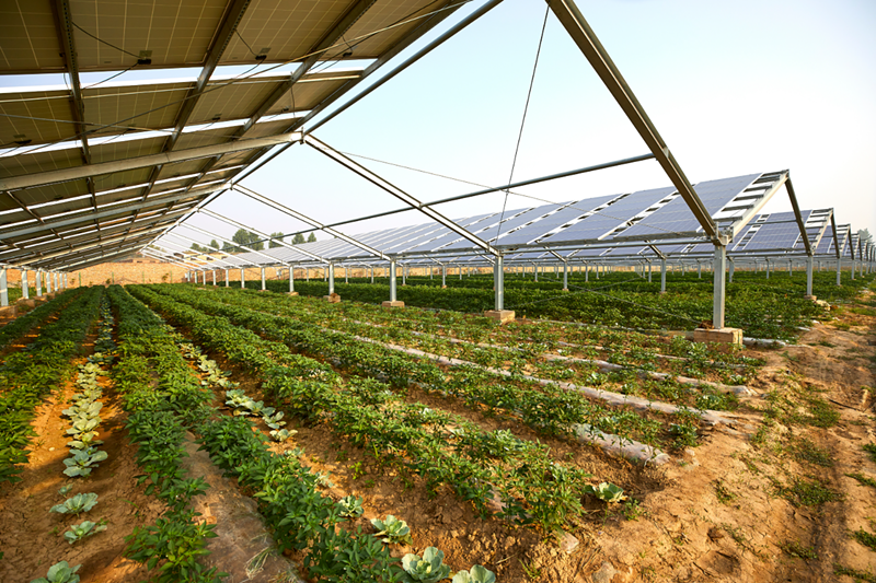Image: Farmers are using solar panels to shade their crops. Moisture from the crops also helps keep the panels cool.