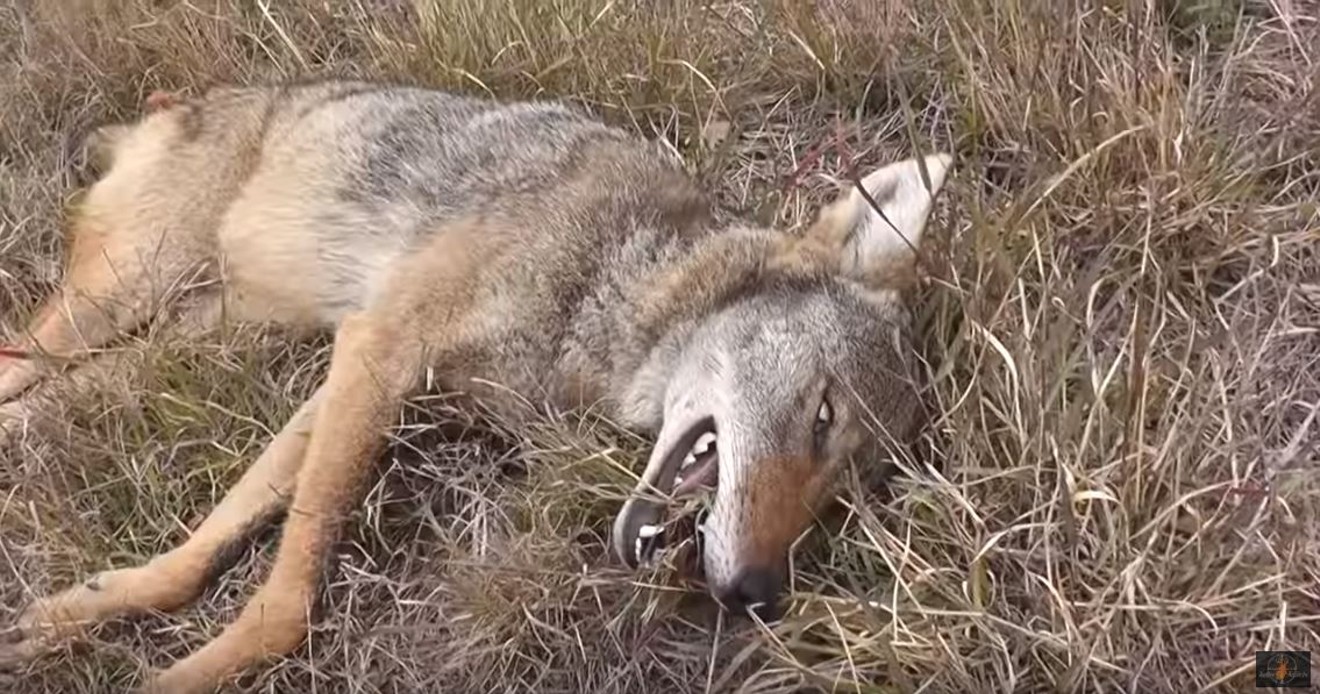 Wildlife hunting contests have been banned in Arizona. Loopholes may not end them, though.