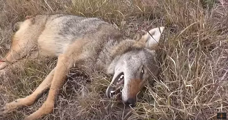 Image: Wildlife hunting contests have been banned in Arizona. Loopholes may not end them, though.