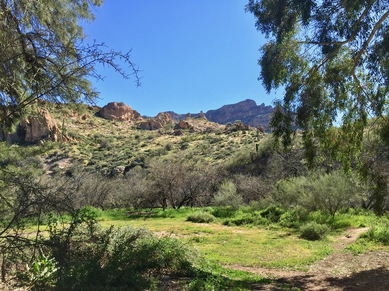 The Boyce Thompson Arboretum State Park is the largest and oldest botanical garden in Arizona.