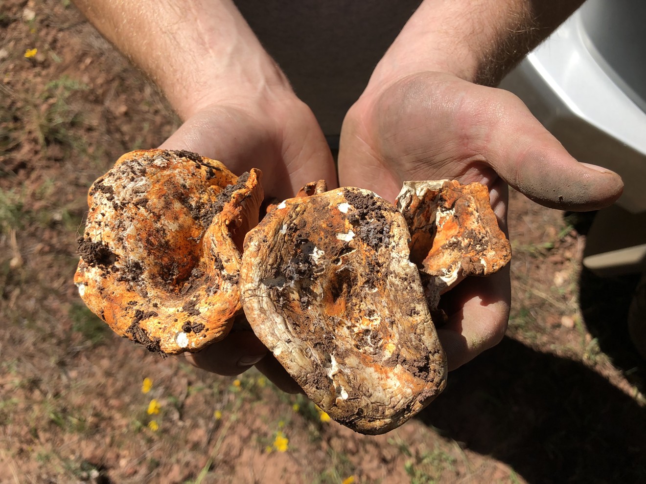 Lobster mushroom foraged from a ponderosa pine forest
