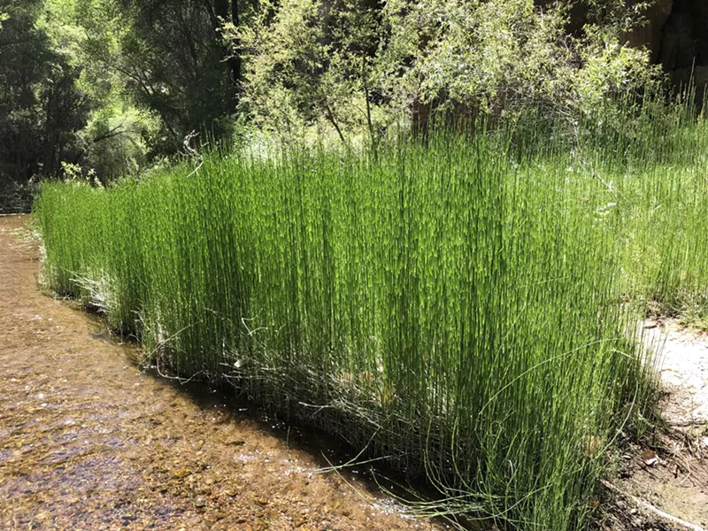 Image: The EPA wants to change Trump-era water-protection rules that may be particularly harmful to Arizona.