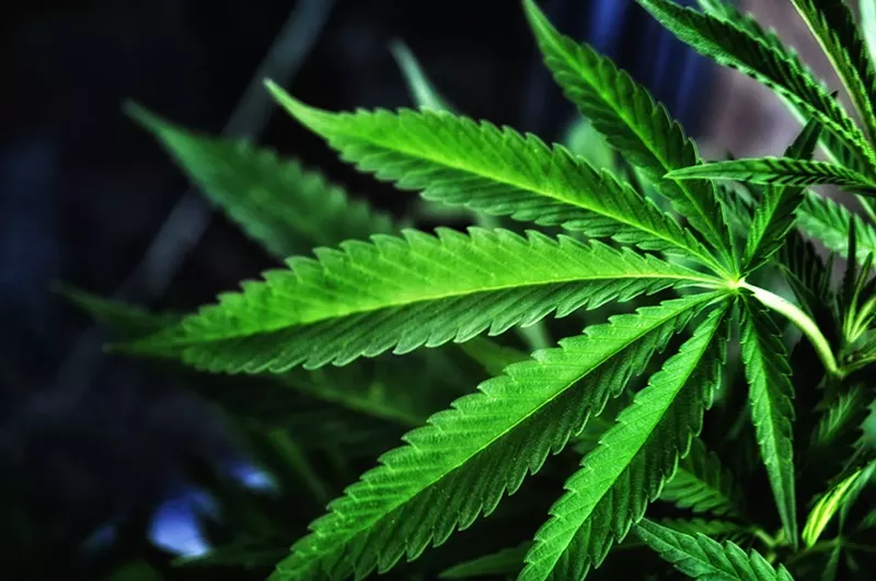 Image: a weed leaf