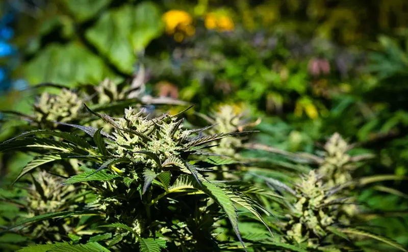 Image: Billion Dollar Baby: Arizona's Medical Cannabis Market Is on Track for Big Money