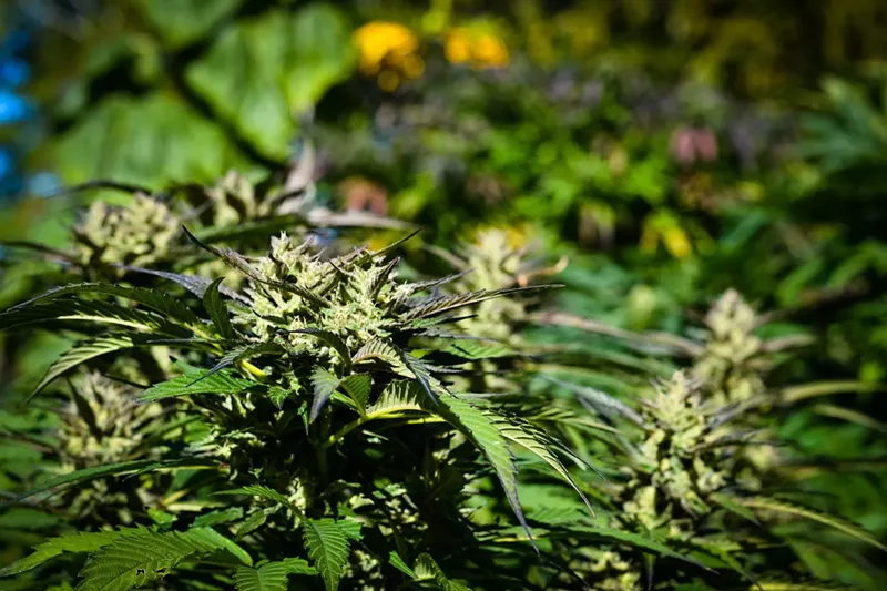 Image: Arizona's medical marijuana is Number Eight in a list of top 10 legal marijuana markets in the United States, two analytical companies have found.