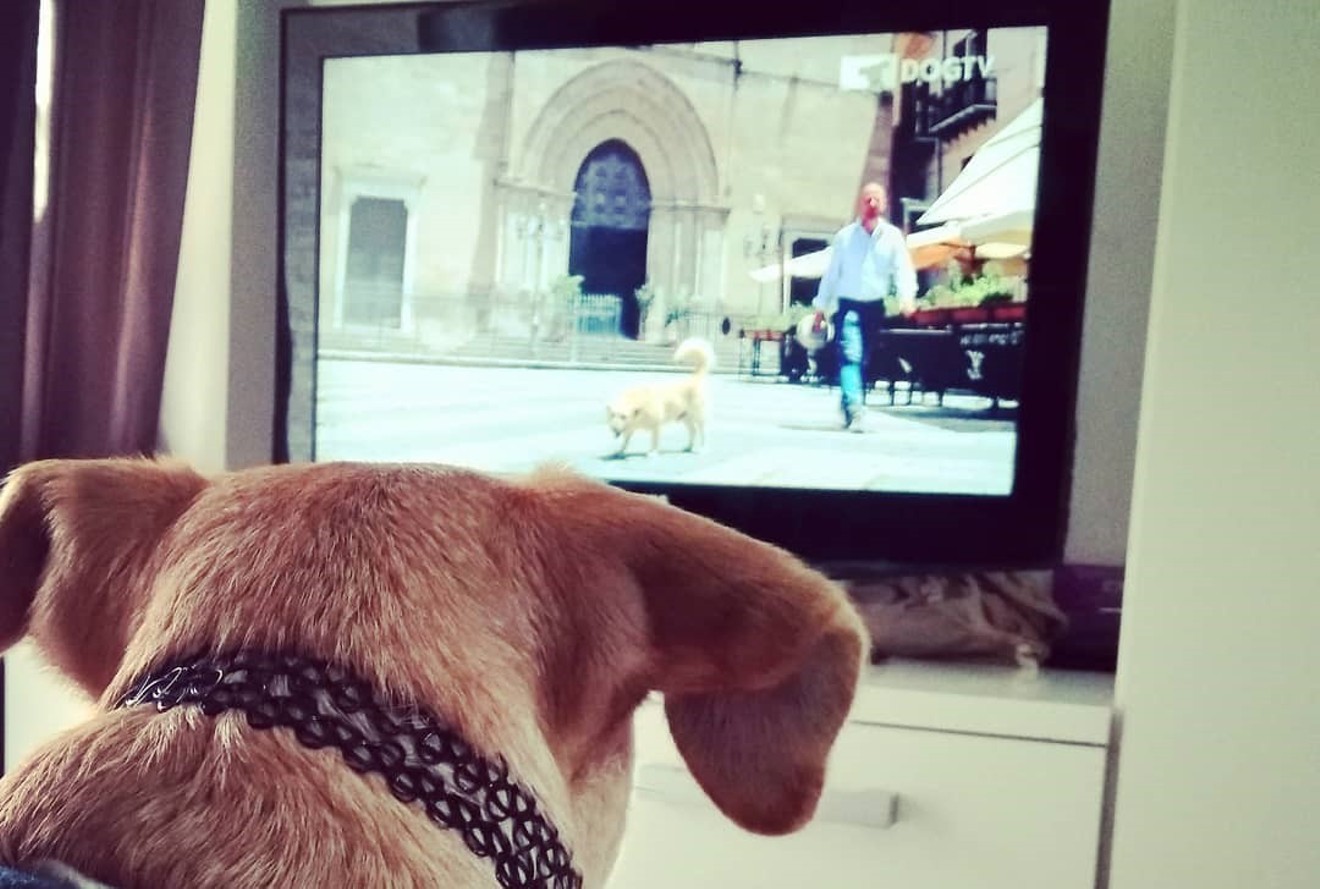 Fido can't get enough of DOGTV.
