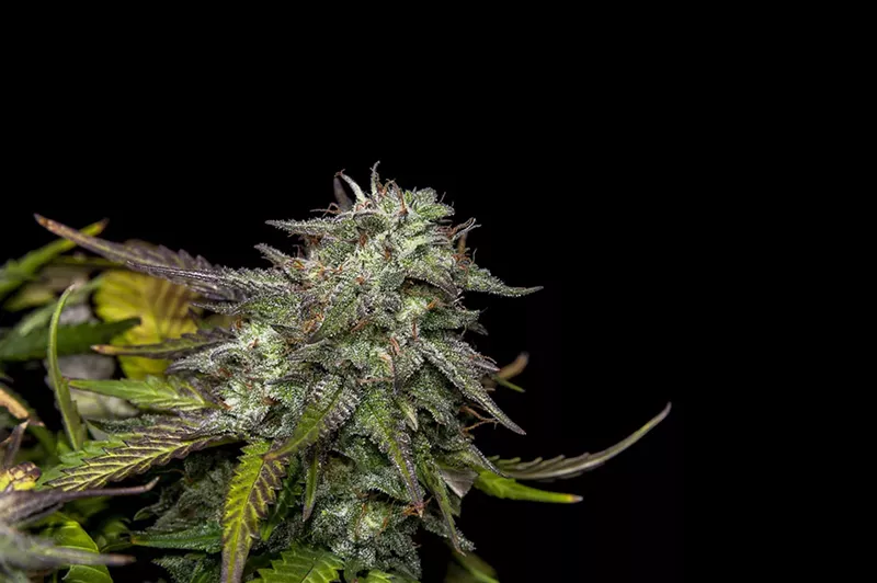 Image: A year before a potential vote on recreational marijuana in Arizona, a new group's draft proposal awaits legislative review.