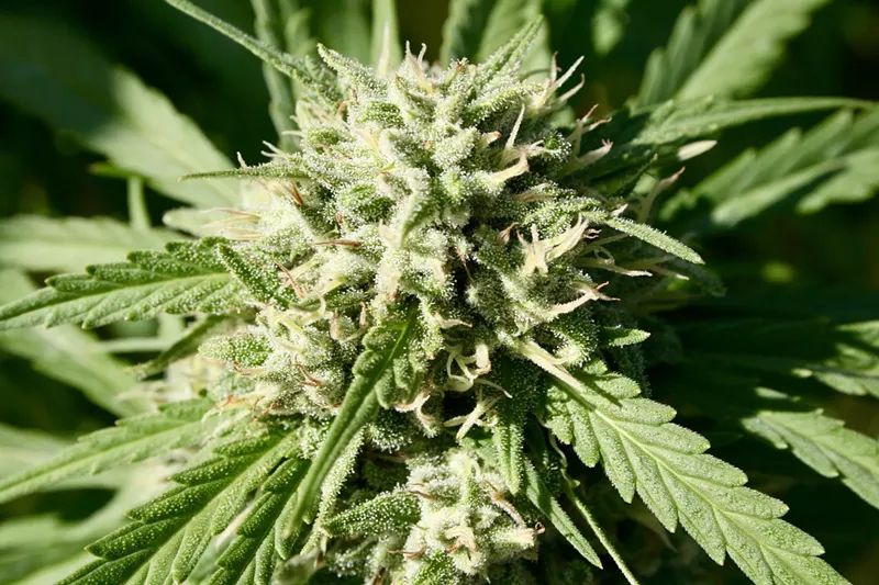 Image: Arizona's 2018 primary election, as seen through the lens of cannabis advocates.