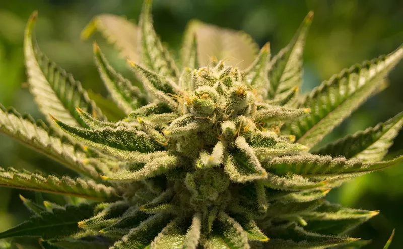 Image: Cannabis Testing Company Takes Blame for Recall, Defends Affected Brands