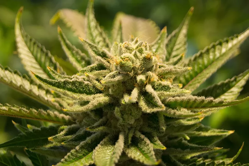Image: A state-certified cannabis testing company took "full responsibility" for a recall of cannabis products announced today.