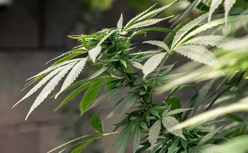 Image: CBD May Prevent COVID-19 Infection but Don't Start Popping Gummies Just Yet