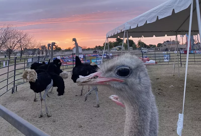 Image: The namesake birds of the Chandler Ostrich Festival.