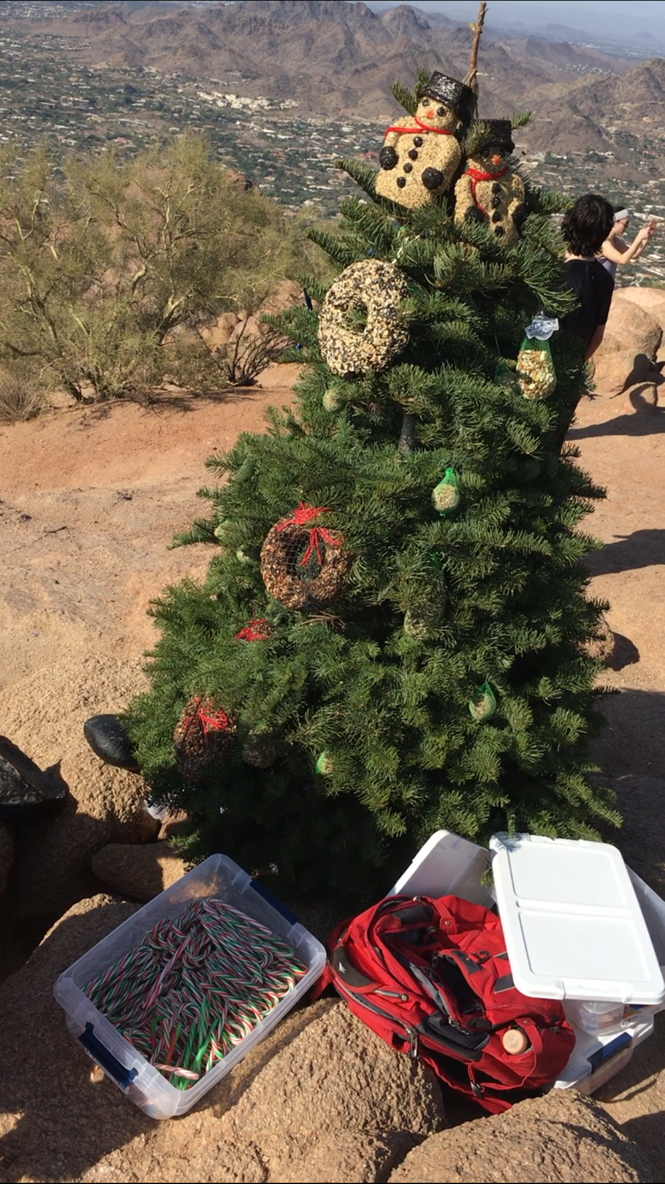 Phoenix policy prohibits mountain-park users to leave anything in the parks, including Christmas trees.