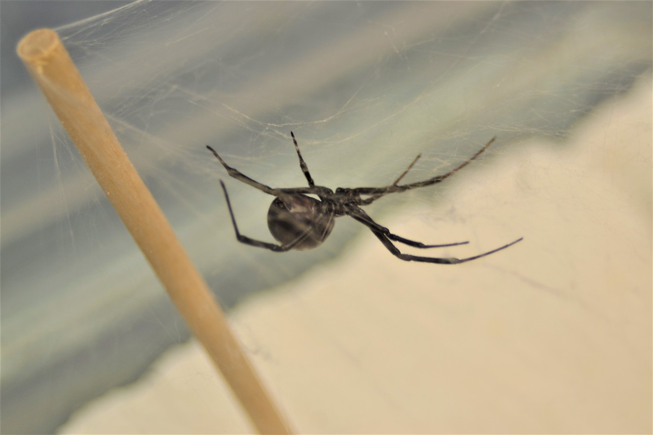 A female black widow in the lab of Chad Johnson at Arizona State University.